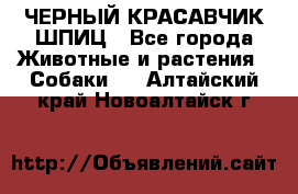 ЧЕРНЫЙ КРАСАВЧИК ШПИЦ - Все города Животные и растения » Собаки   . Алтайский край,Новоалтайск г.